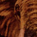 Tattoos - Elephant - 9095