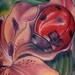 Tattoos - Ladybird - 44324