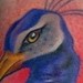 tattoo galleries/ - Detail of Peacock Head