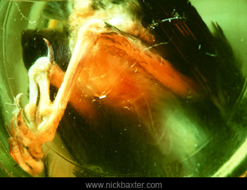 Photos postmortem