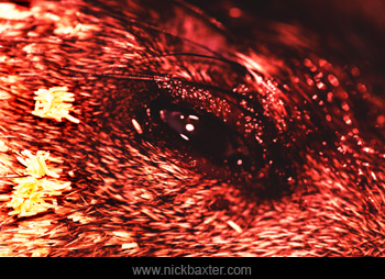 Photos postmortem
