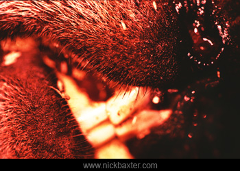 Photos postmortem