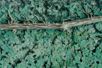Photos topographical research X