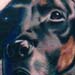 Tattoos - black dog portrait - 1264