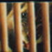 Tattoos - caged - 3349
