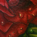 Tattoos - Rose (Detail) - 5802