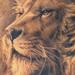 tattoo galleries/ - lion 