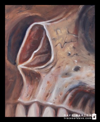 Dave Barton - Skull Study