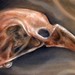 Tattoos - Bird Skull Study - 42334