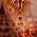 Tattoos - Destiny - 53897