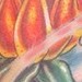 Tattoos - Forbidden Fruit - 41596
