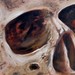 Tattoos - Skull  Study - 46544