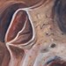 Tattoos - Skull Study - 46543
