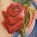 Tattoos - Rose and Thistle Tattoo - 55257