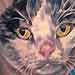 tattoo galleries/ - Cat