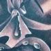 tattoo galleries/ - Ghost Lily Flower - 58176