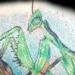 tattoo galleries/ - Praying Mantis