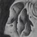 tattoo galleries/ - Charcoal on paper Sold - 60629