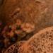 tattoo galleries/ - Sea elements - 60728