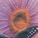 Tattoos - Big ol' daisy - 39634