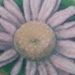 Tattoos - Daisies on the foot - 4