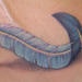 Tattoos - Feather - 26823