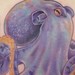 Tattoos - Octopus - 5 Hours - 52681
