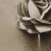 tattoo galleries/ - untitled - 63013
