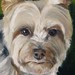 tattoo galleries/ - Buttons - portrait of a Yorkie