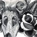 tattoo galleries/ - Crow Skull & Traditional Roses Drawing