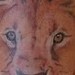tattoo galleries/ - Realistic Lion Tattoo
