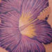 tattoo galleries/ - Purple Hibiscus - 32297