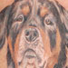 tattoo galleries/ - Rottweiler Portrait