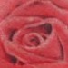 tattoos/ - custom rose tattoo - 51887