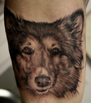 George Perham - Dog Portrait Tattoo