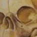 Fetal skull Original Art Design Thumbnail