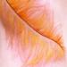 Tattoos - Feather - 66407