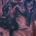 Tattoos - Black and Gray German Shepard Dog Portrait Tattoo - 50202