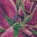 Tattoos - lilies - 51003