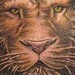 Tattoos - Lion - 36551