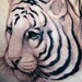 Tattoos - Tiger - 33514