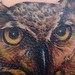 Tattoos - Owl - 39150