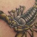 Tattoos - Scorpion - 39195