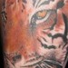 Tattoos - Bengal Tiger Portrait - 44181