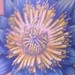 Tattoos - Water Lily - 39508