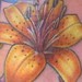 Tattoos - Tiger Lily - 39505