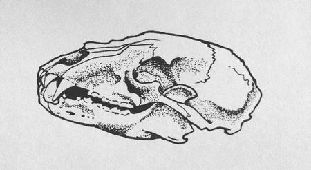 Tattoos - Bear Skull - 113988