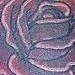 tattoos/ - Rose Tattoo - 51777