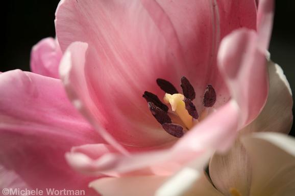 Michele Wortman - Pink Flower Close Up