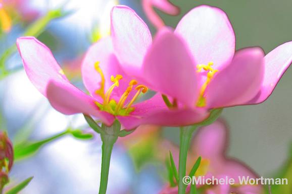 Michele Wortman - Pink Flowers